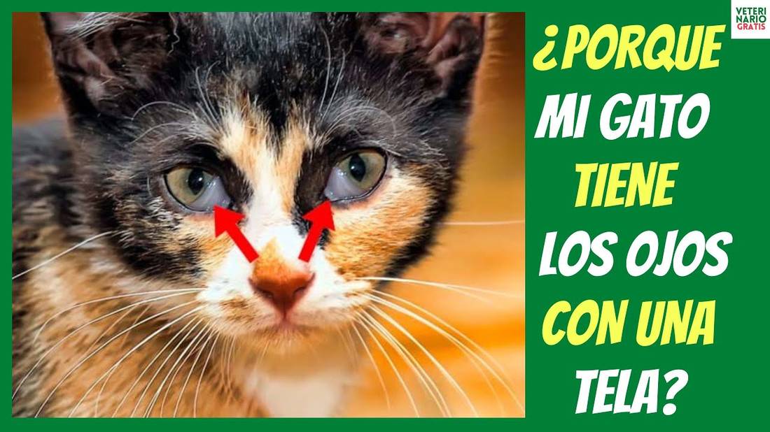 ¿PORQUE MI GATO TIENE LOS OJOS CON UNA TELA? ⚠️ TERCER PÁRPADO EN GATOS ⚠️ Causas, Tratamiento