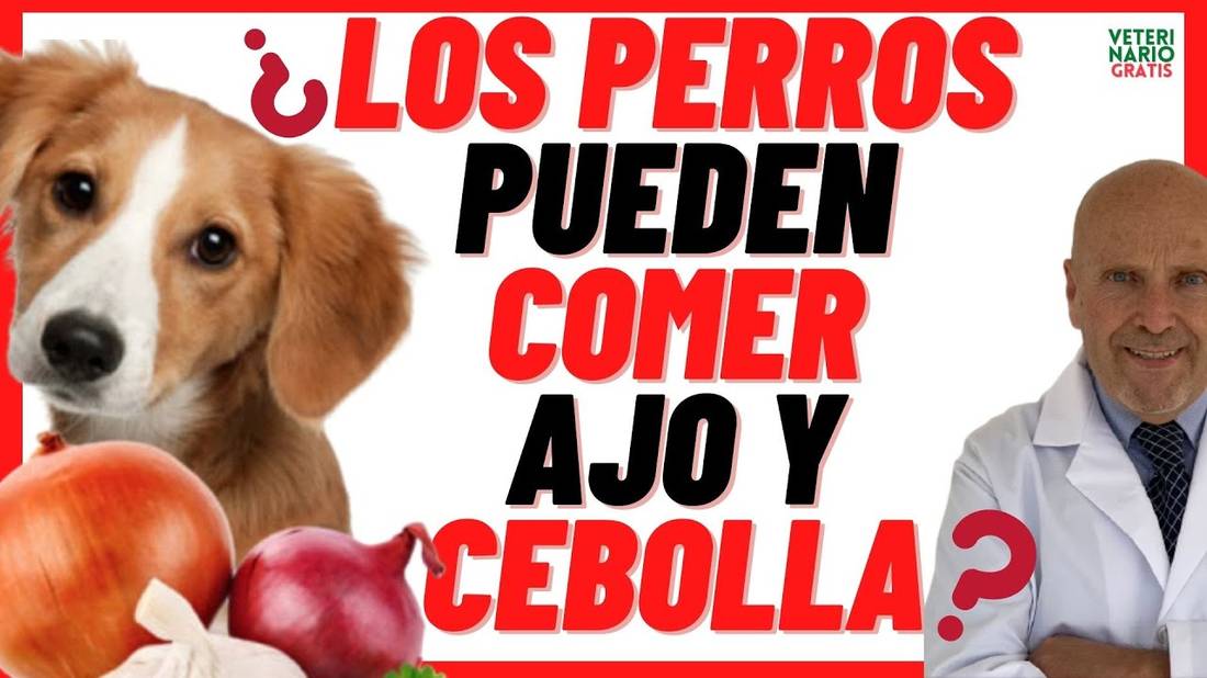 ¿LOS PERROS PUEDEN COMER AJO Y CEBOLLA? La Cebolla y el Ajo son Malos para los Perros