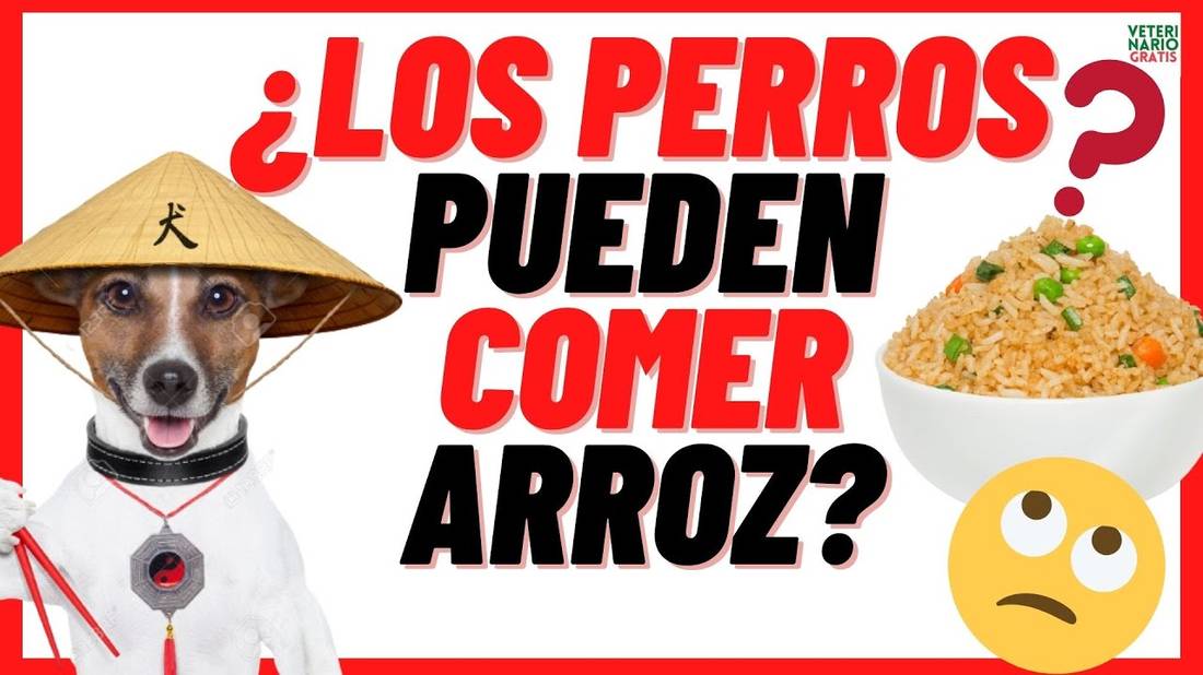 ¿ LOS PERROS PUEDEN COMER ARROZ? O ¿EL ARROZ ES MALO PARA LOS PERROS?