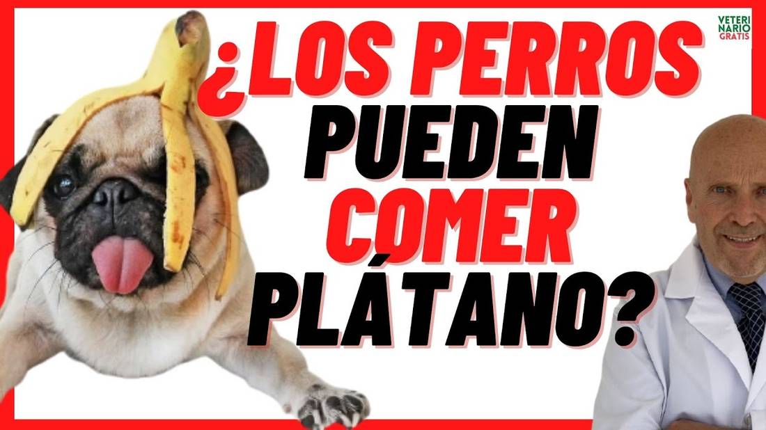 ¿LOS PERROS PUEDEN COMER PLÁTANO o BANANA?  El Plátano es Bueno o Malo Para los PERROS