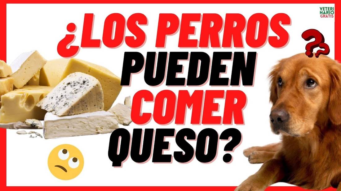 ✅ ¿LOS PERROS PUEDEN COMER QUESO? ✅ El Queso es MALO o BUENO para los PERROS ✅