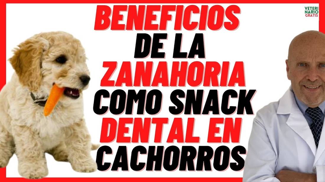 BENEFICIOS de la ZANAHORIA como SNACK DENTAL para los PERROS CACHORROS