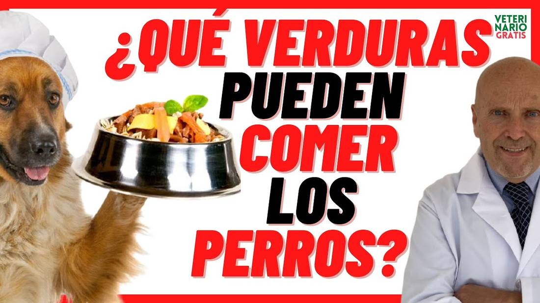 ✅ ¿QUE VERDURAS PUEDEN COMER Y SON BUENAS PARA LOS PERROS? ✅ Dosis y Beneficios