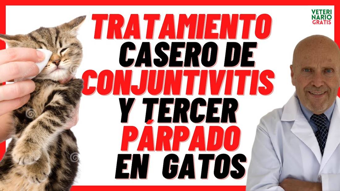 REMEDIOS CASEROS para LIMPIAR la  INFECCIÓN DE OJOS (CONJUNTIVITIS) EN GATOS  Y TERCER PÁRPADO