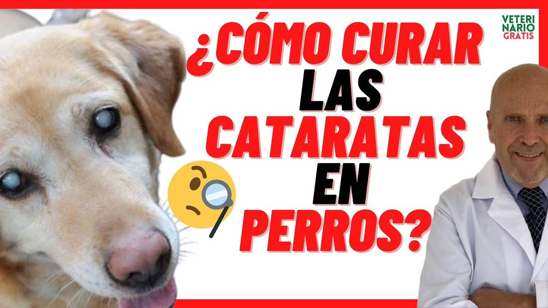 ✅ Cómo CURAR las ❌ CATARATAS EN los PERROS ❌ PRECIO de la OPERACIÓN ✅ Causas y Síntomas