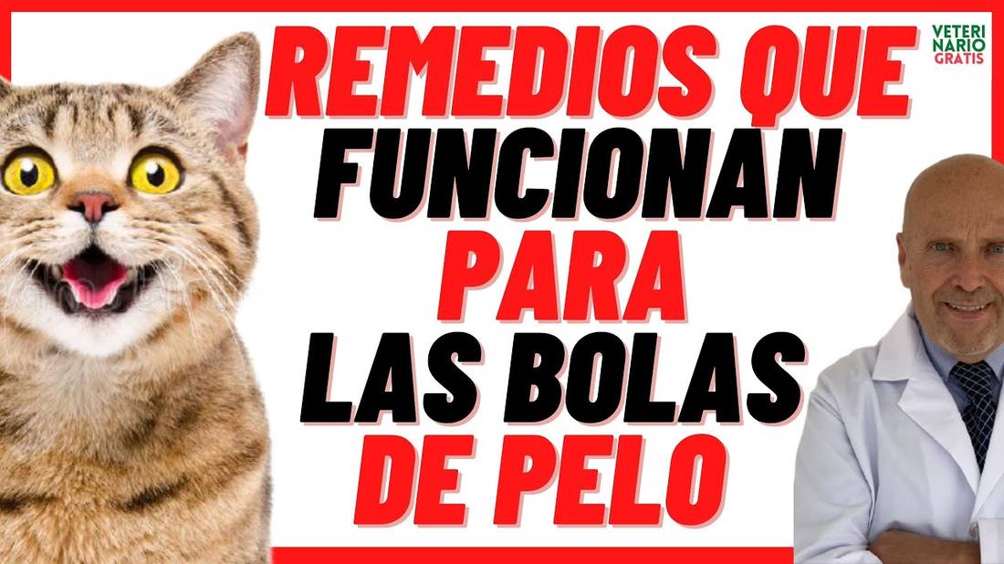 COMO ELIMINAR LAS BOLAS DE PELO EN LOS GATOS  CON REMEDIOS CASEROS