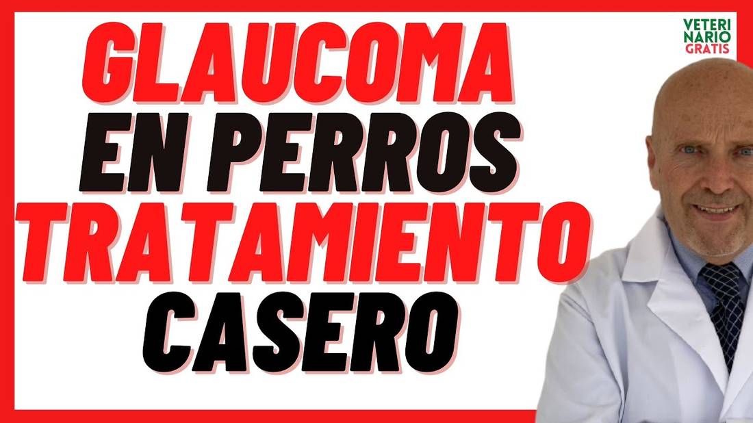 GLAUCOMA EN PERROS TRATAMIENTO CASERO con Arándanos, Hinojo y Vitamina A para Perros con Glaucoma