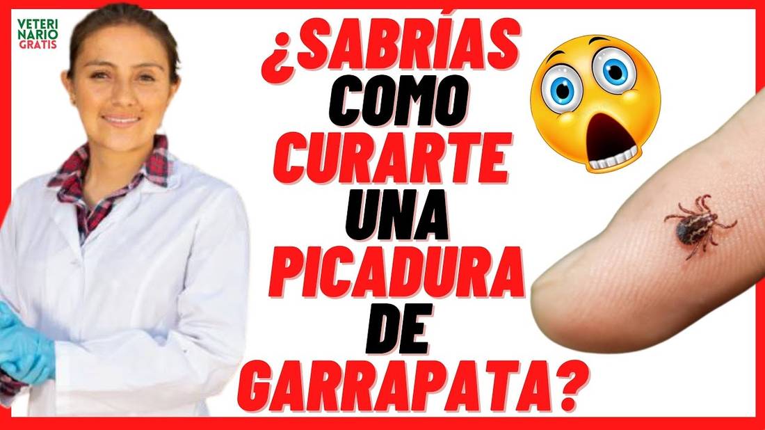 ¿CÓMO CURAR LA PICADURA DE GARRAPATA DE PERRO EN HUMANOS? Síntomas y Tratamiento