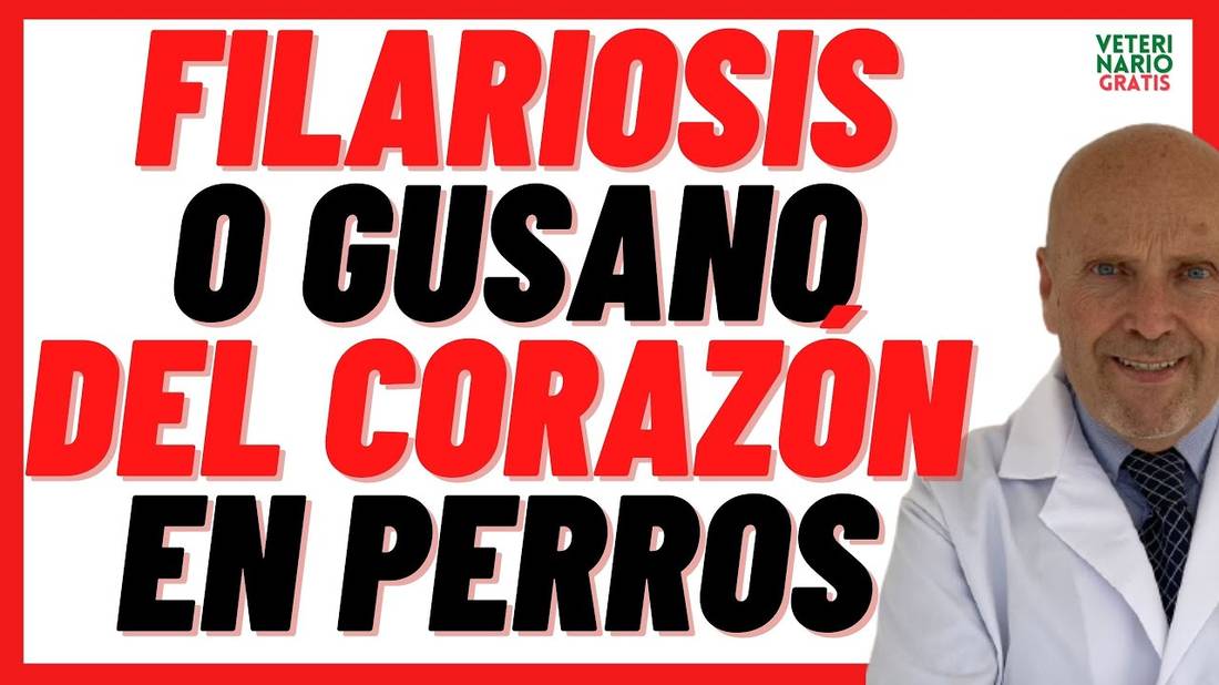 FILARIOSIS o GUSANO DEL CORAZÓN en Perros  Síntomas y Tratamiento con IMMITICIDE e IVERMECTINA