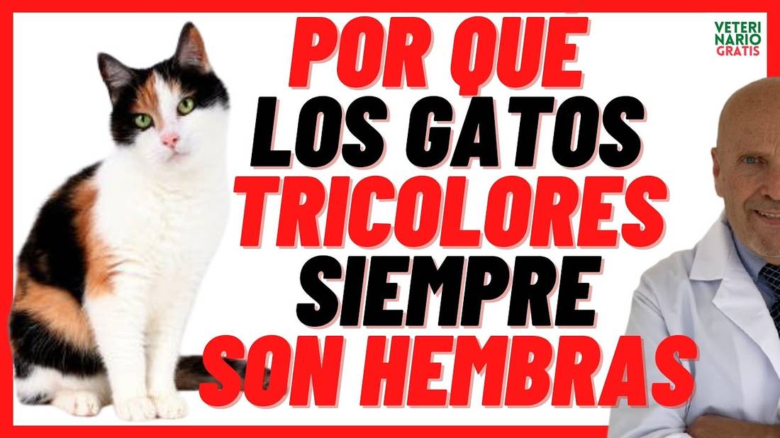 ¿Por Qué los GATOS TRICOLORES (CAREY o CALICO)  SIEMPRE son HEMBRAS? Pueden ser MACHOS?