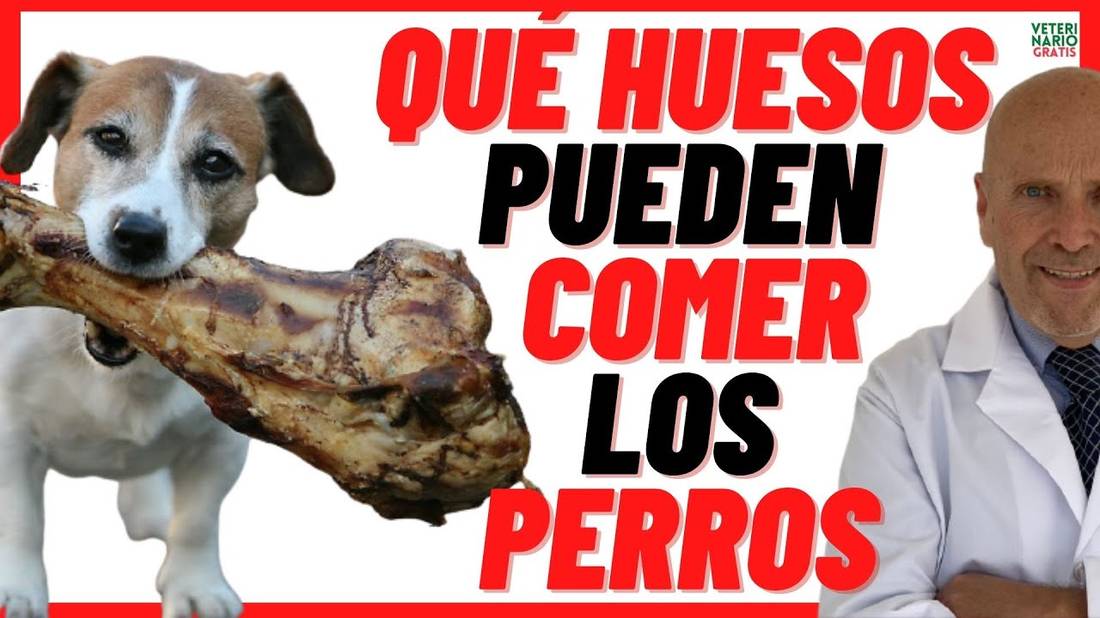 ✅ Qué Tipos de HUESOS CRUDOS son Buenos y COMESTIBLES para Los PERROS ✅ Pueden comer Huesos Cocidos