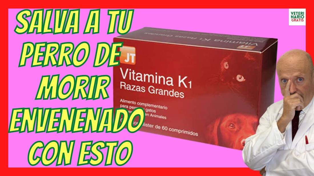 VÍTAMINA K1 MEJOR ANTÍDOTO PARA PERROS ENVENENADOS CON RATICIDA