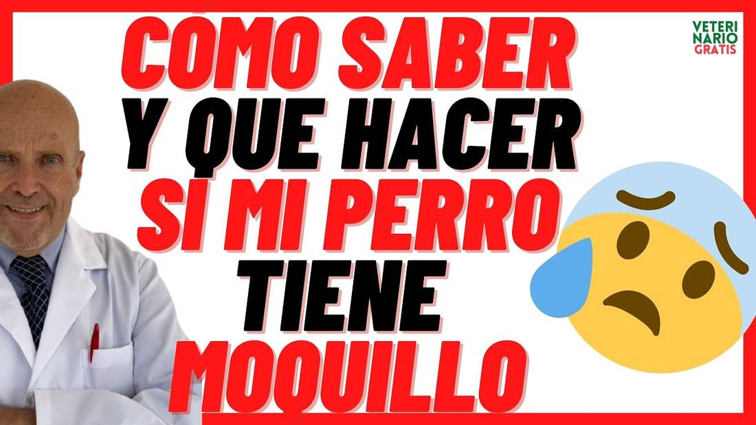 ✅ ¿QUÉ HACER SI MI PERRO TIENE MOQUILLO? ✅ SÍNTOMAS, TRATAMIENTO Y PLAN VACUNAL del DISTEMPER CANINO