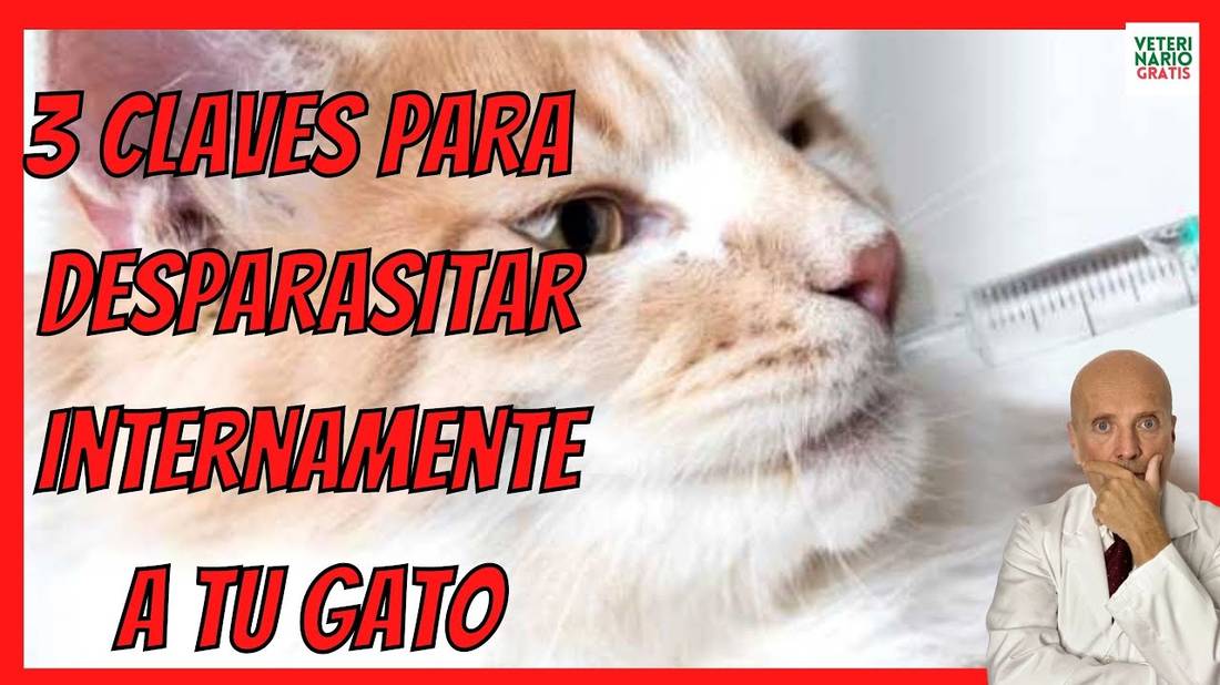 CÓMO y CUÁNDO y CON QUÉ DESPARASITAR a un GATO INTERNAMENTE  MEJOR DESPARASITANTE INTERNO