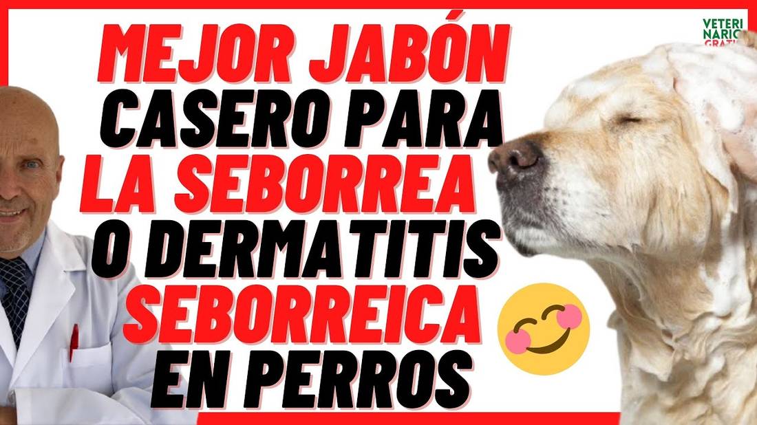 SEBORREA O DERMATITIS SEBORREICA EN PERROS  TIPOS y REMEDIOS Caseros  Jabón Casero para Perros