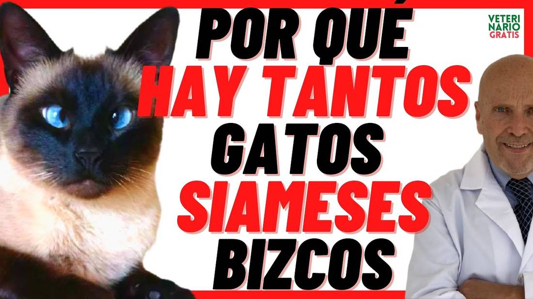 Porque los GATOS SIAMESES son BIZCOS  Causas de ESTRABISMO en GATOS