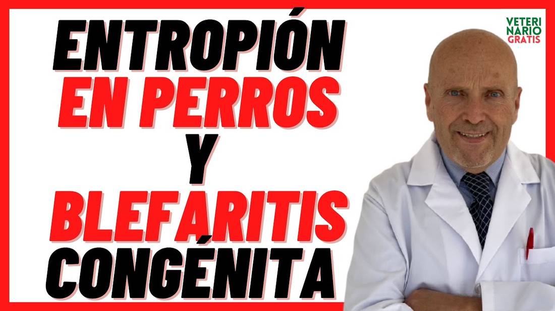 ENTROPIÓN, Triquiasis y Lagoftalmos  Provocan Ojos Rojos  Hinchados y Blefaritis en Perros