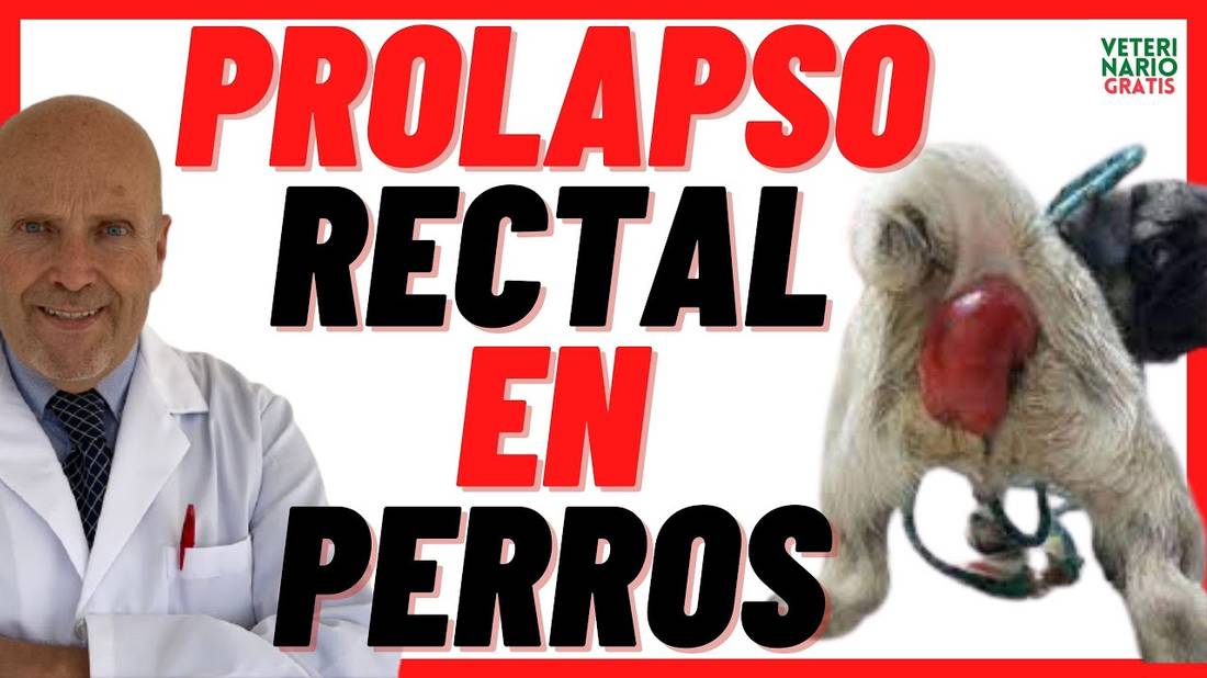 PROLAPSO RECTAL por Estreñimiento en PERROS