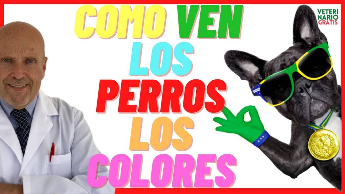 ¿ QUÉ Y CÓMO VEN LOS PERROS LOS COLORES?  Ven en COLOR o en BLANCO y NEGRO ¿Y A LOS HUMANOS?