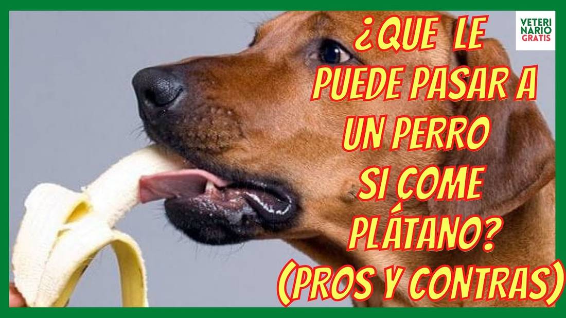 EL PLÁTANO ES BUENO O MALO PARA LOS PERROS?  ¿LO PUEDEN COMER?