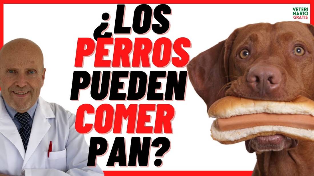 ¿LOS PERROS PUEDEN COMER PAN ?    El pan es Bueno o Malo para los Perros