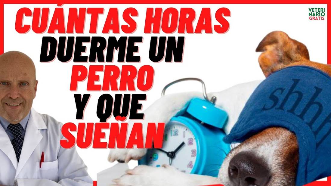 Cuántas horas duerme un Perro Adulto y Cachorro al dia Con qué Sueñan los Perros cuando Lloran