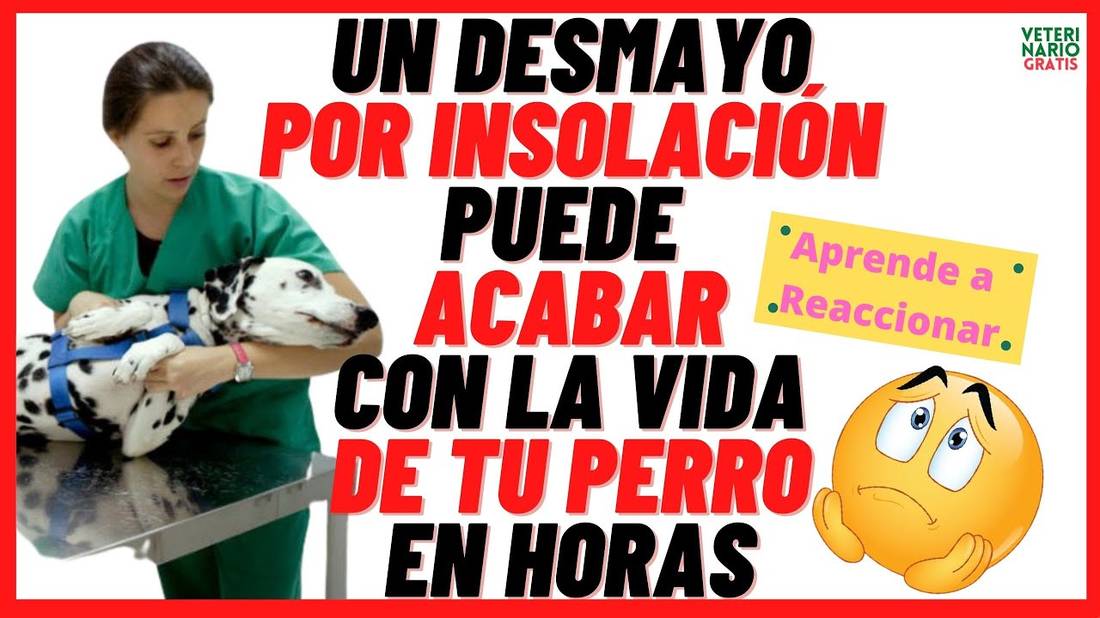 GOLPE DE CALOR, HIPERTERMIA o INSOLACIÓN, en PERROS  Síntomas, Tratamiento y Secuelas