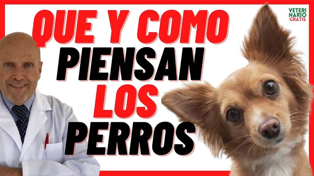 Los Perros Piensan o Razonan  Qué, Cómo y En qué piensan los perros  Que piensa mi perro de mi