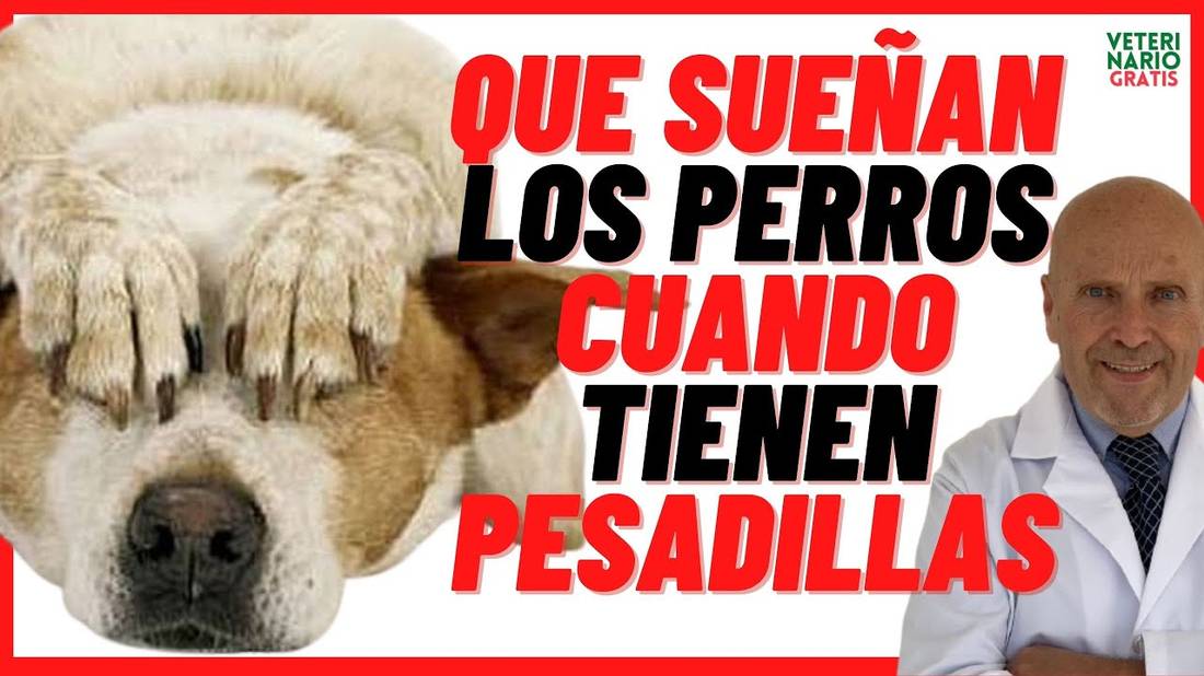 ¿Los Perros Sueñan y Tienen Pesadillas? ¿Que sueñan? Mi Perro tiene Pesadillas ¿Le Despierto?