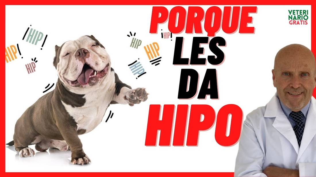 Porque los Perros tienen Hipo  Les da Hipo a los Perros Cachorros  Como Quitar el Hipo a un Perro