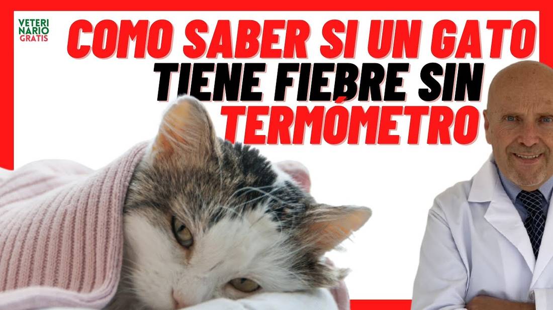 Cómo saber si un Gato tiene fiebre sin Termómetro  Síntomas de Temperatura (Fiebre) en Gatos