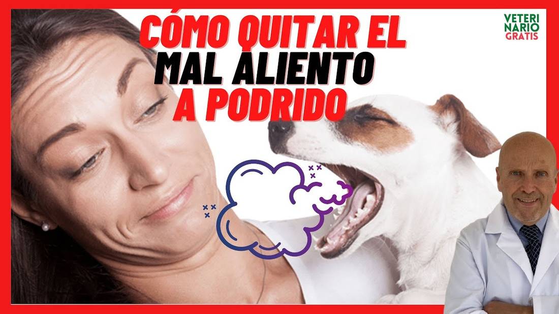 A mi perro le Huele la Boca a Podrido Causas del mal Aliento Como quitar el mal Aliento en Perros