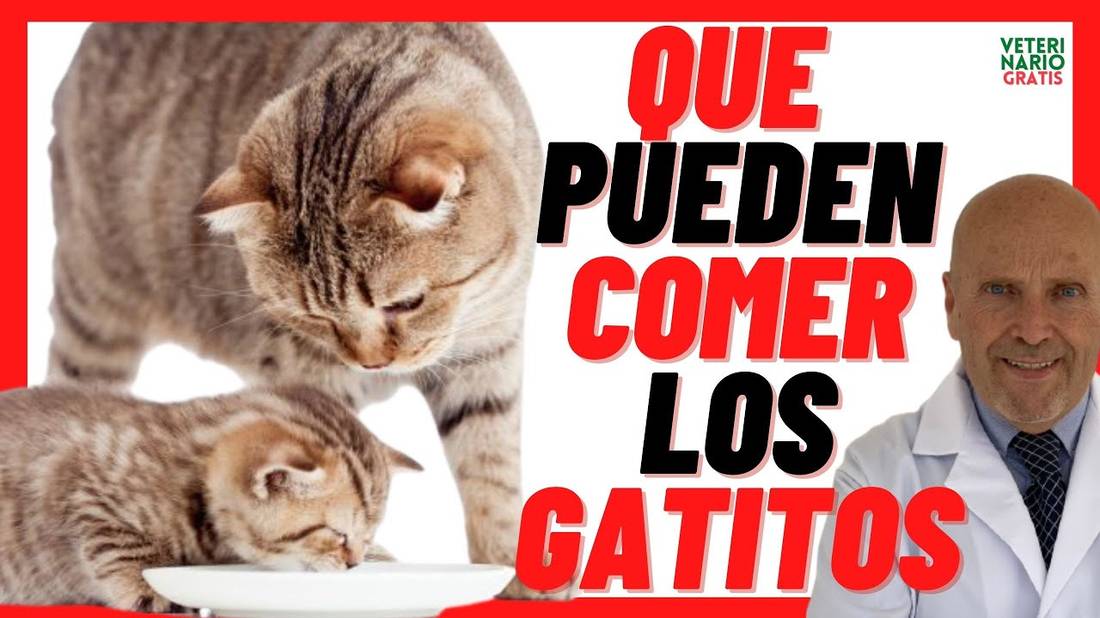 QUE PUEDEN COMER LOS GATITOS, Bebés  Que COMEN los GATOS PEQUEÑOS  de 1,2,3 Meses, Recien Nacidos