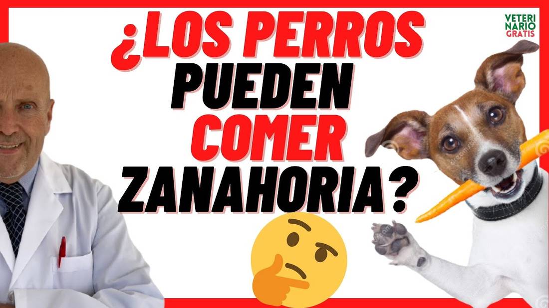 ¿Los PERROS Pueden Comer ZANAHORIA Cruda o Cocida?  ¿La Zanahoria es Buena para los Perros?