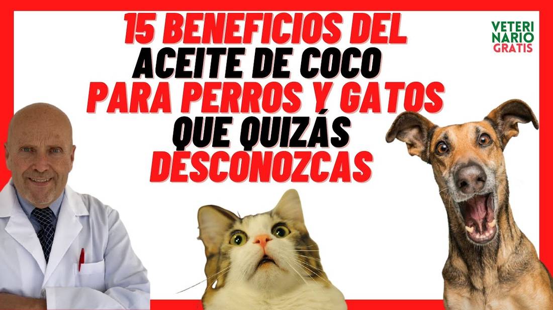 Beneficios del Aceite de Coco Extra Virgen para Perros y Gatos  en Piel con Sarna y Antiparasitario