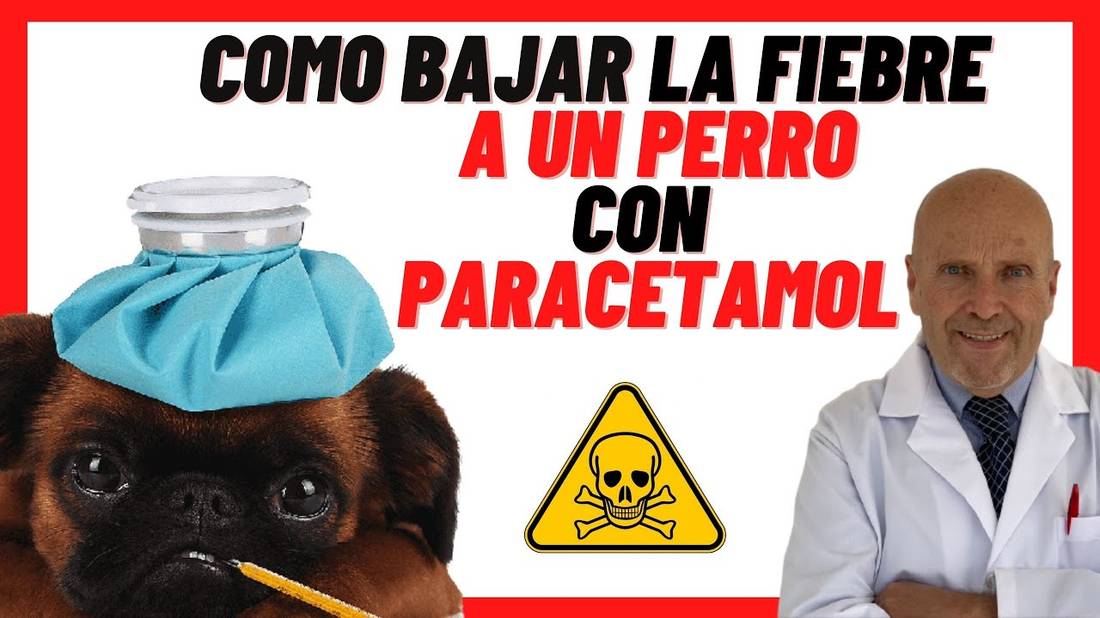 Cómo bajar la fiebre a un Perro con Paracetamol  Medicamentos para bajar la Fiebre en Perros