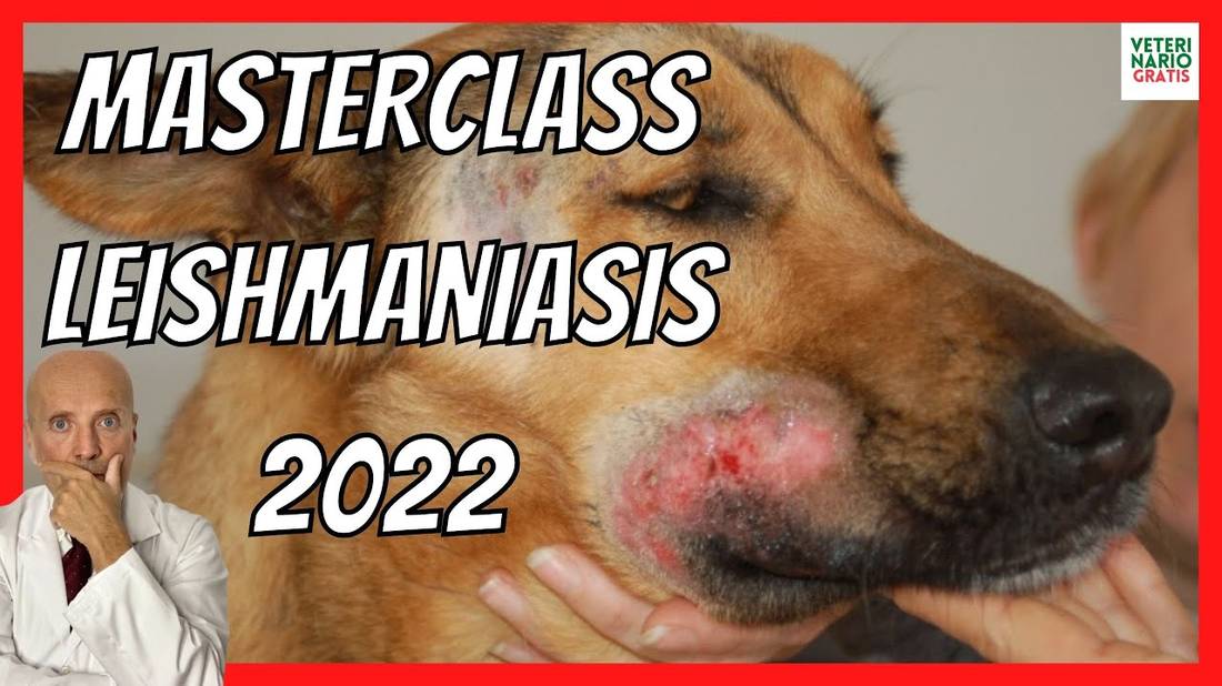 LEISHMANIASIS CANINA  CUTÁNEA Y VISCERAL  SÍNTOMAS, TRATAMIENTO, VACUNA, , TRANSMISIÓN EN PERROS