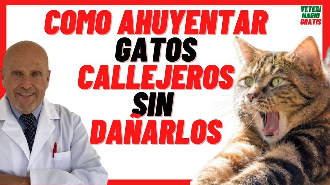 Cómo Ahuyentar Gatos Callejeros de Casa y del Jardín sin Lastimarlos  con Repelentes para Gatos