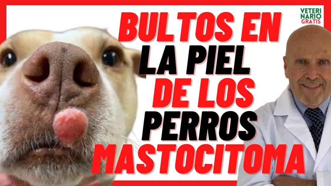 MASTOCITOMA Cutáneo Canino  Tumores de Piel o Bultos en Perros Mayores  Síntomas, Tratamiento