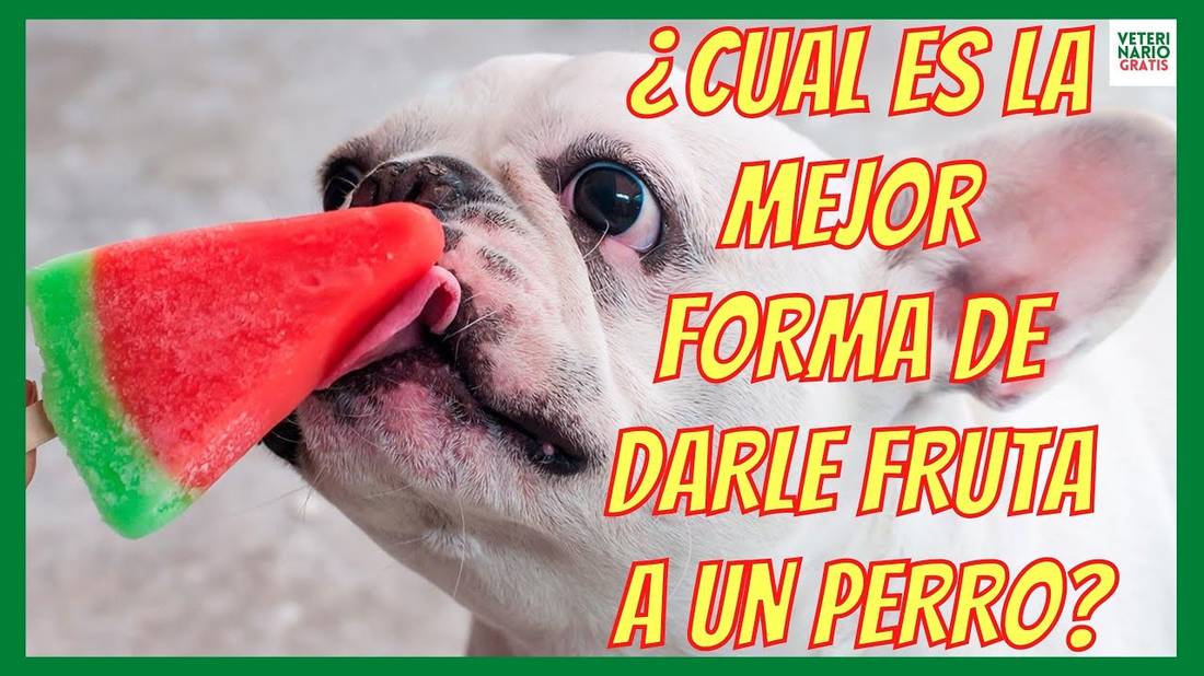 ¿CUAL ES LA MEJOR FORMA DE DARLE FRUTA A UN PERRO?  LOS HELADOS