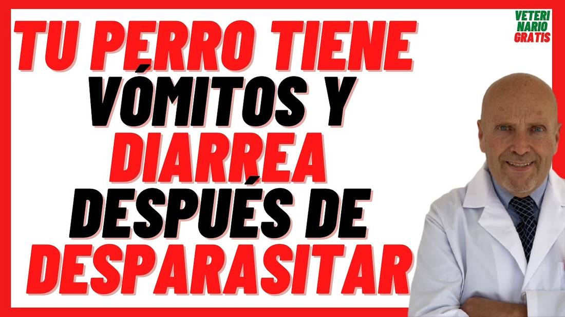 Vómito y Diarrea  Síntomas y Efectos Secundarios Después de Desparasitar un Perro