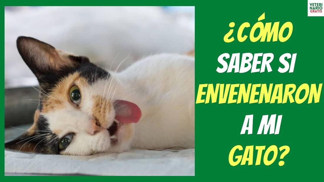 ¿COMO SABER SI ENVENENARON A MI GATO? SÍNTOMAS DE ENVENENAMIENTO EN GATOS