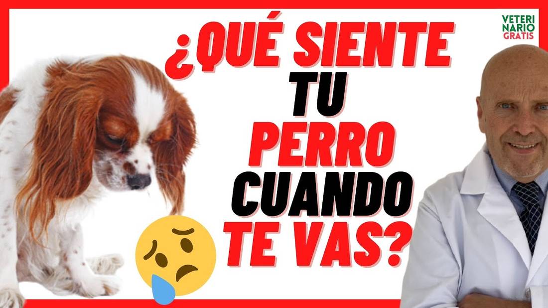 TRASTORNO DE ANSIEDAD por SEPARACIÓN en Perros  Causas, Síntomas y Tratamiento