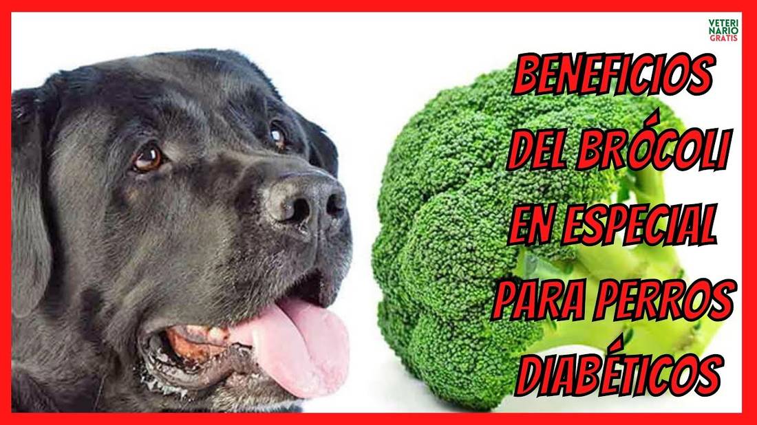 BENEFICIOS DEL BRÓCOLI Y LA COLIFLOR EN ESPECIAL PARA PERROS DIABÉTICOS