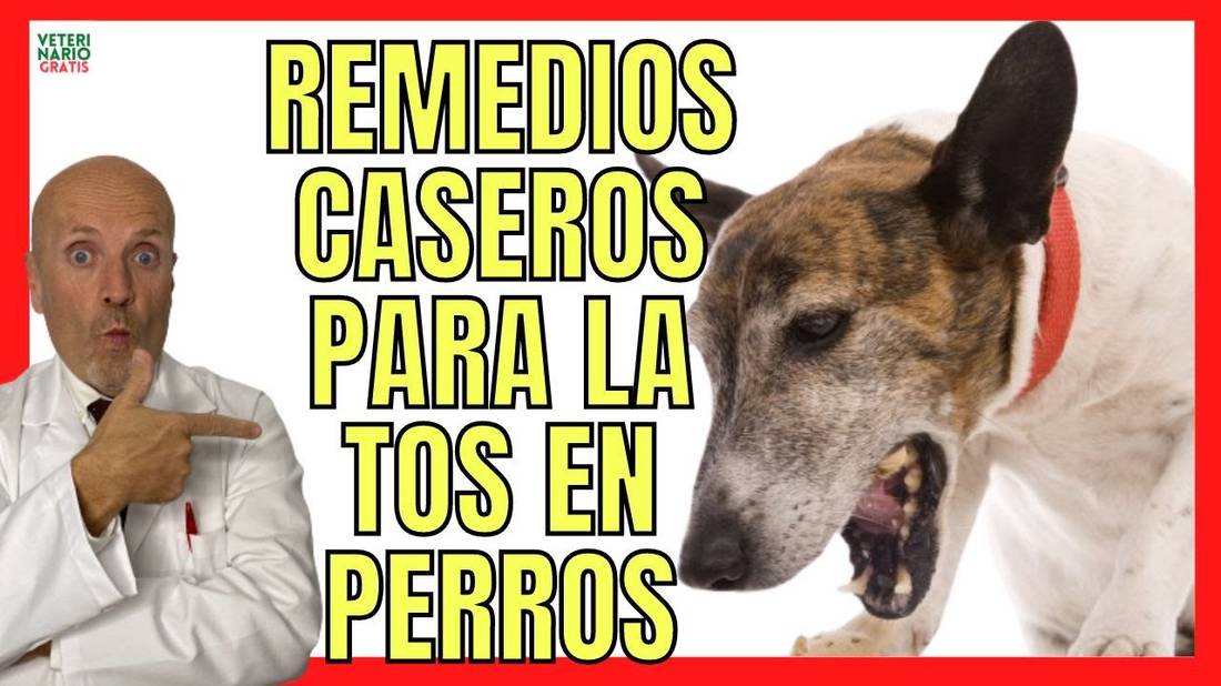 MI PERRO TIENE TOS ¿QUE LE PUEDO DAR?  7 REMEDIOS CASEROS Y NATURALES PARA CURAR LA TOS EN PERROS