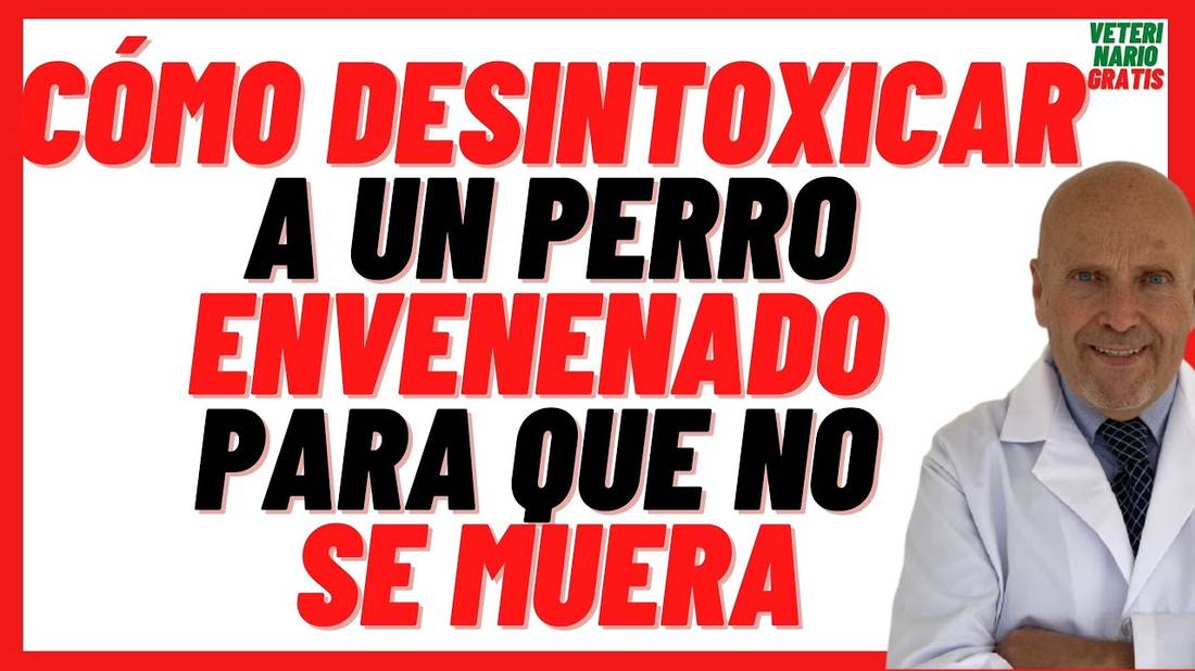 Cómo DESINTOXICAR a un PERRO Envenenado  Que hacer en Caso de Envenenamiento de Un Perro