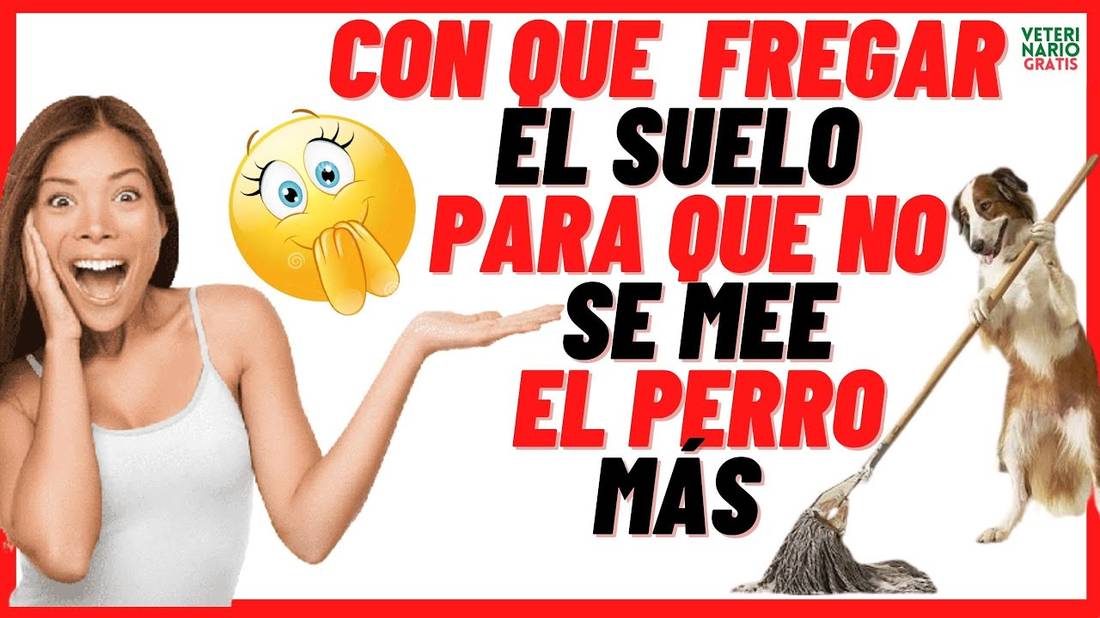 Con Qué Fregar el Suelo para que no se MEE el Perro  Como hacer un Repelente Casero Para Perros