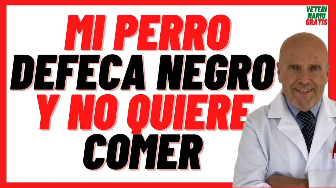 ⚫️ Mi Perro Defeca NEGRO y no Quiere Comer ⚫️ Cómo Curar la Diarrea Con Sangre Negra en Perros