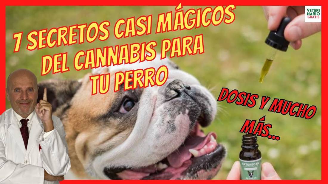 7 USOS DEL ACEITE DE CBD PARA PERROS CON DOLOR  EPILEPSIA  ARTROSIS  CÁNCER o ANSIEDAD