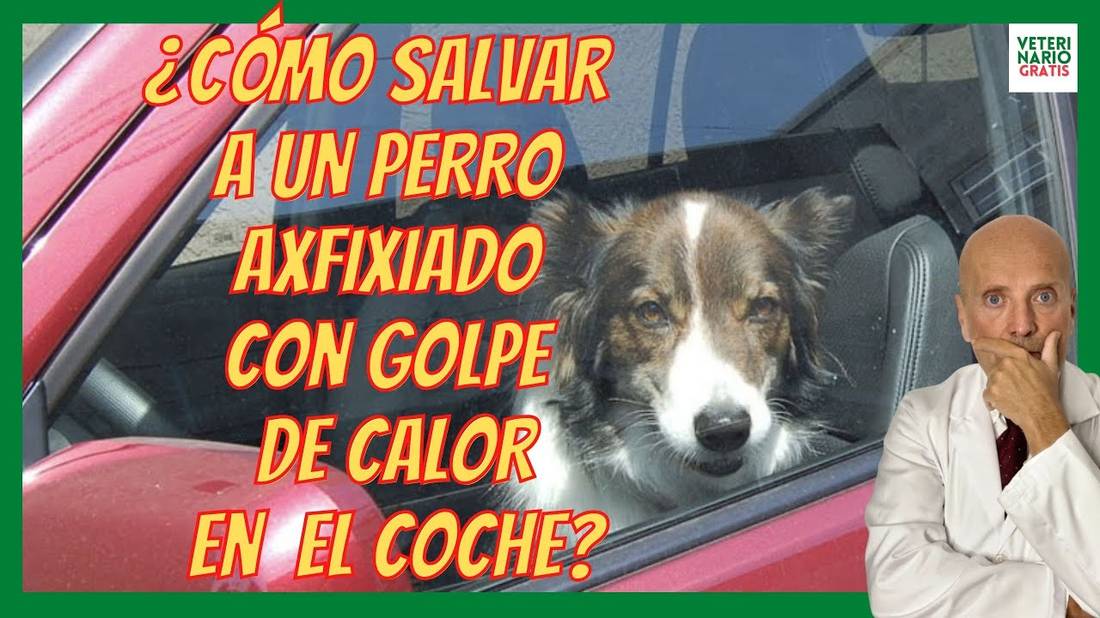 ¿CÓMO SALVAR A UN PERRO ASFIXIADO POR GOLPE DE CALOR?  Síntomas y Tratamiento